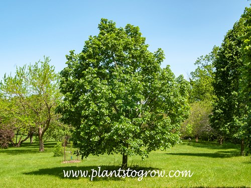 'Laurelhurst Cremean Linden (Tilia x euchlora 'Laurelhurst')